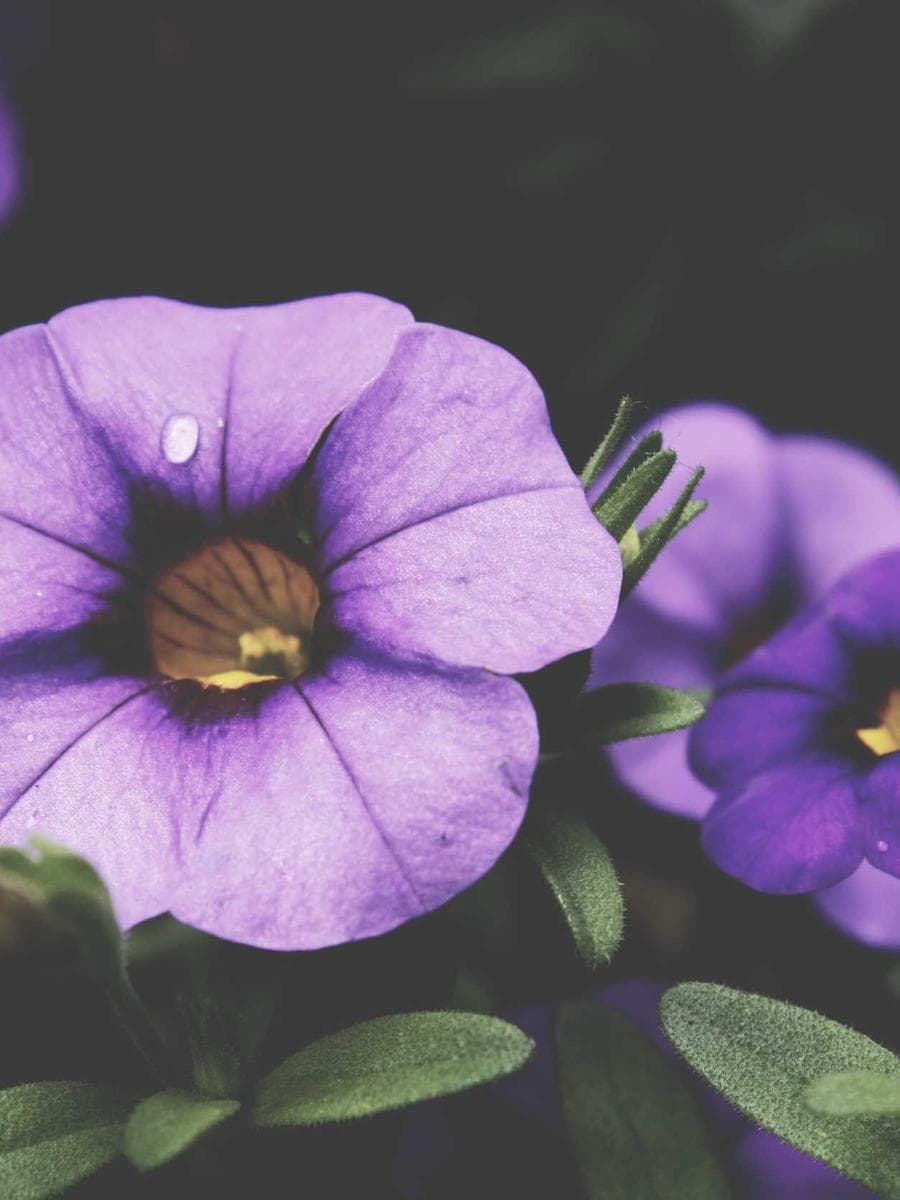 Imagen producto bauhaus-classic-33 1