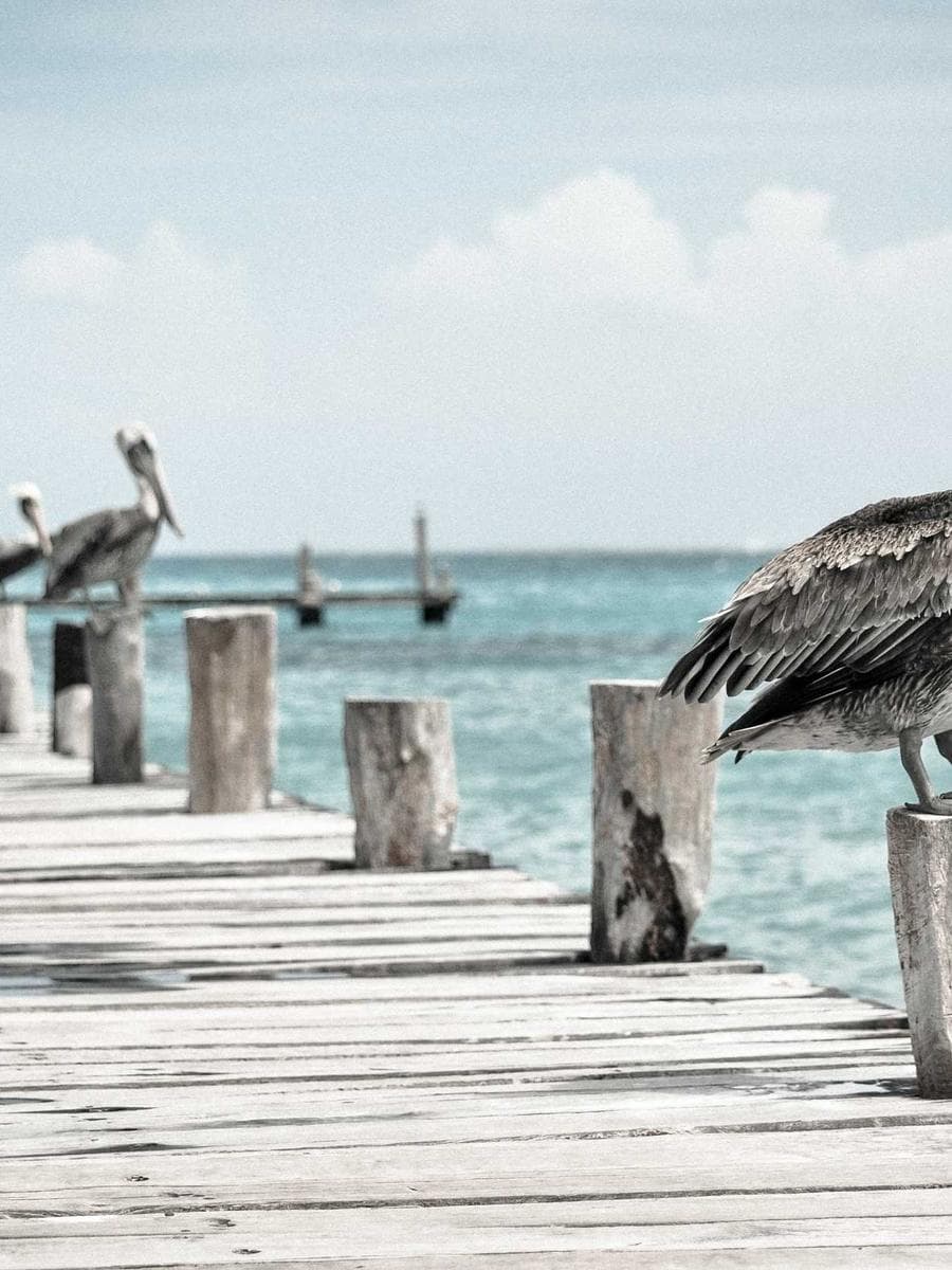 Imagen producto cardholder-silence-76 1