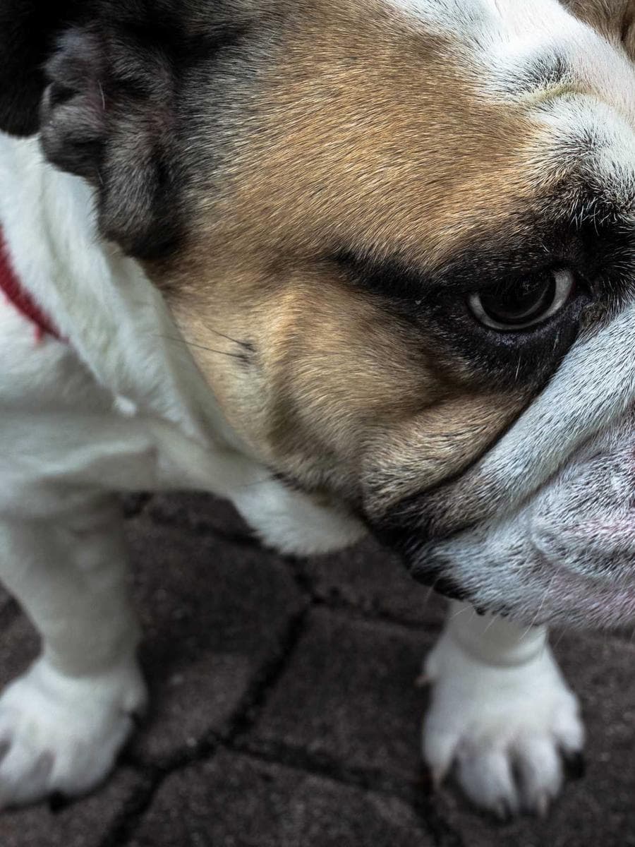 Imagen producto cartera-de-viaje-iii-90 1