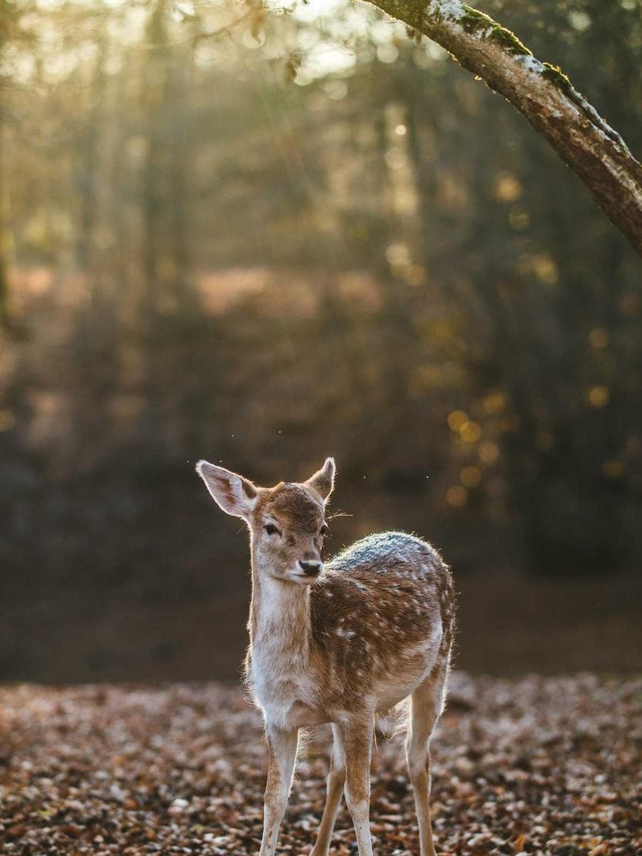 Imagen producto diver-profundidad-ii-43 1