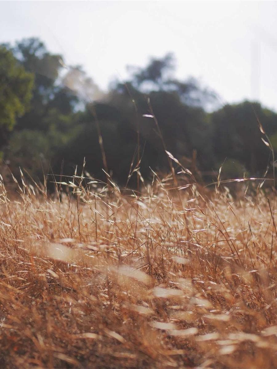 Imagen producto incienso-blanco-6 1