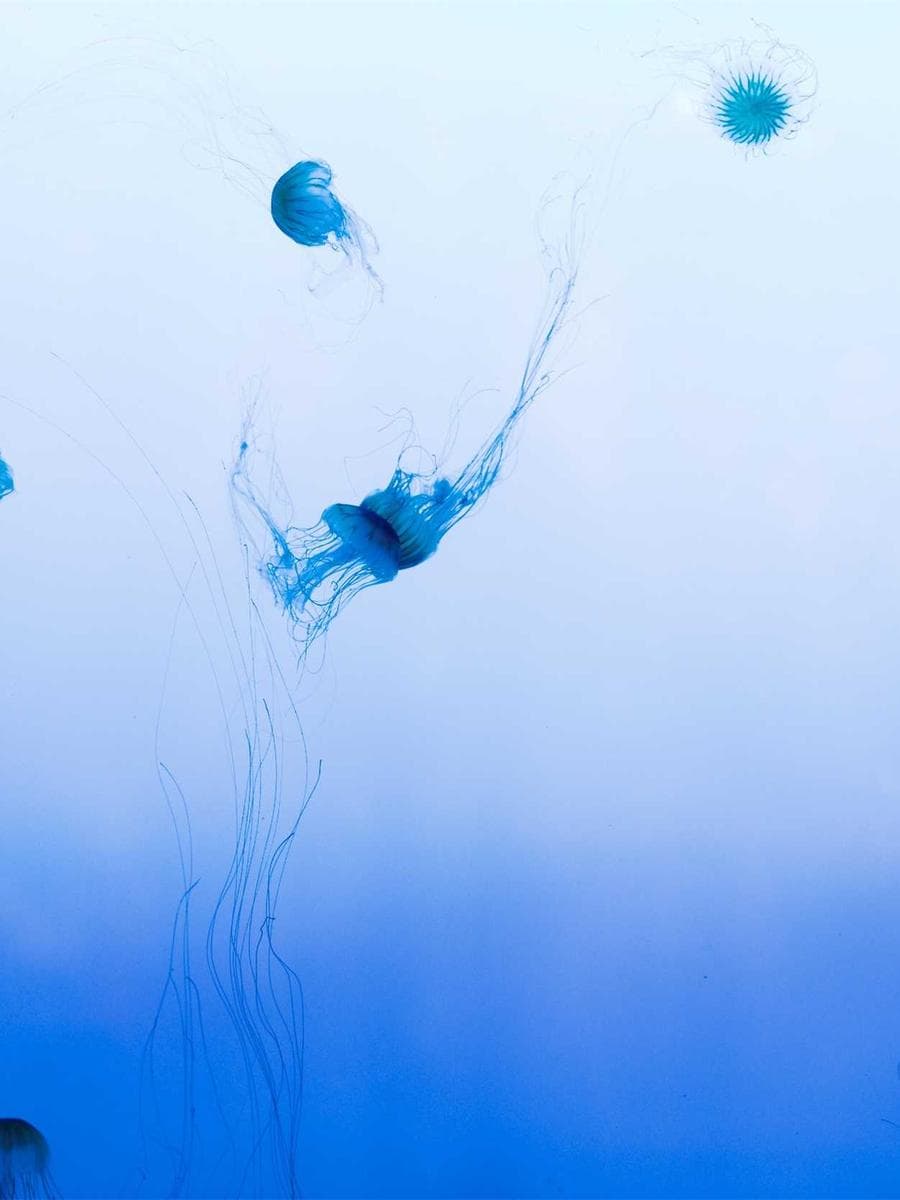 Imagen producto roble-quemado-18 1