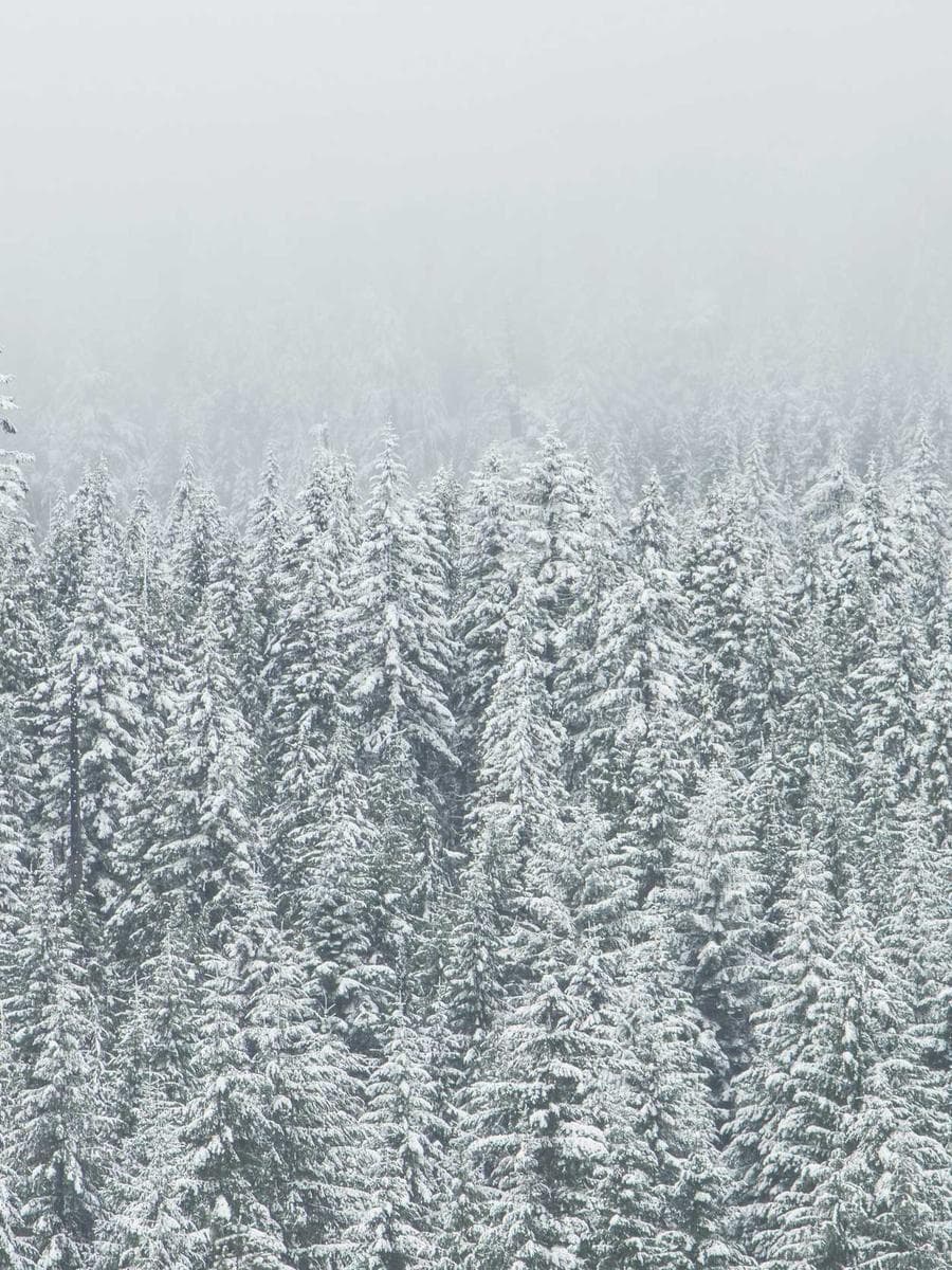 Imagen producto vainilla-de-ebano-19 1